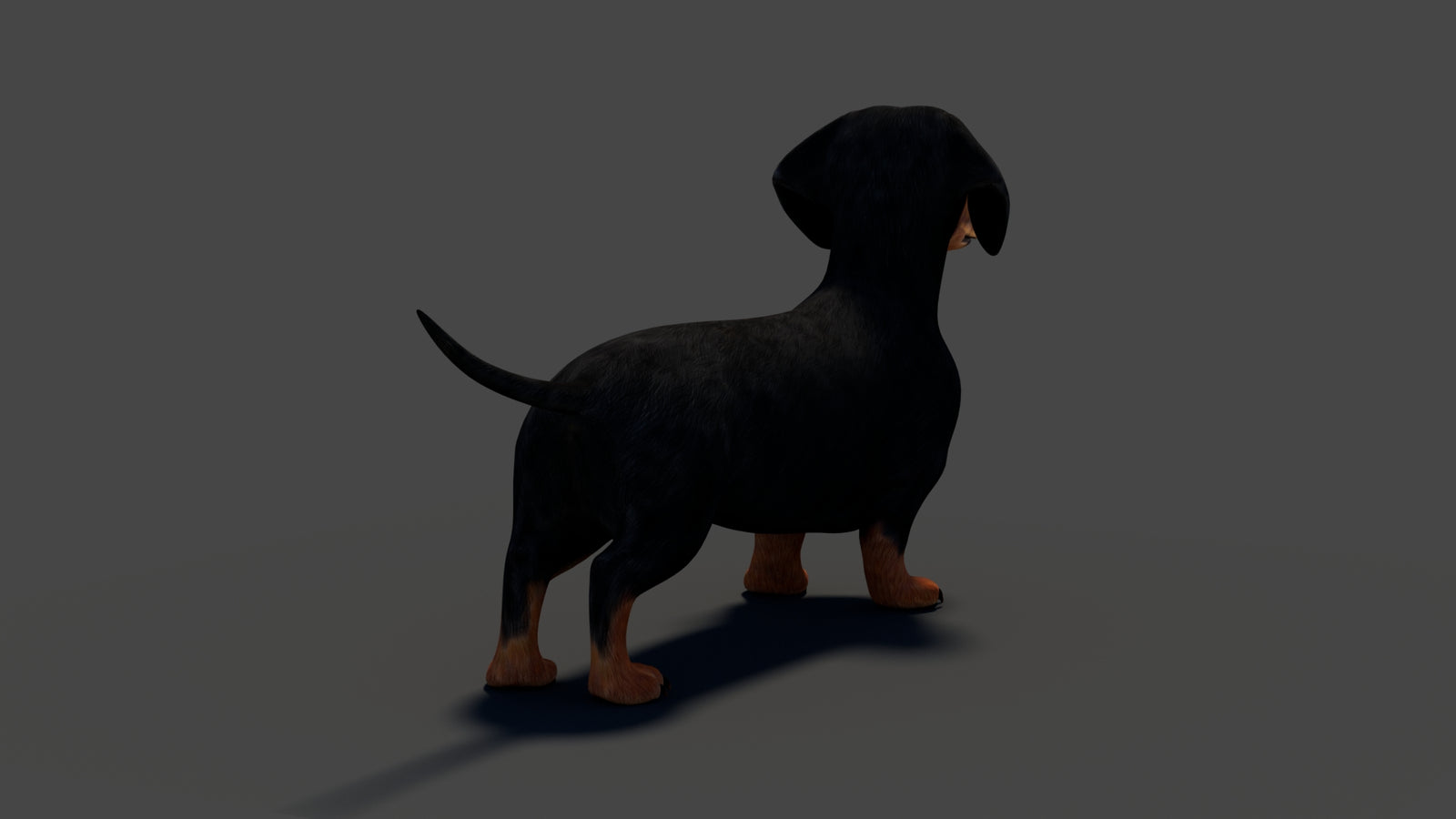 Rigged Black Dachshund Dog 3D Model 360° view 2 frame 24