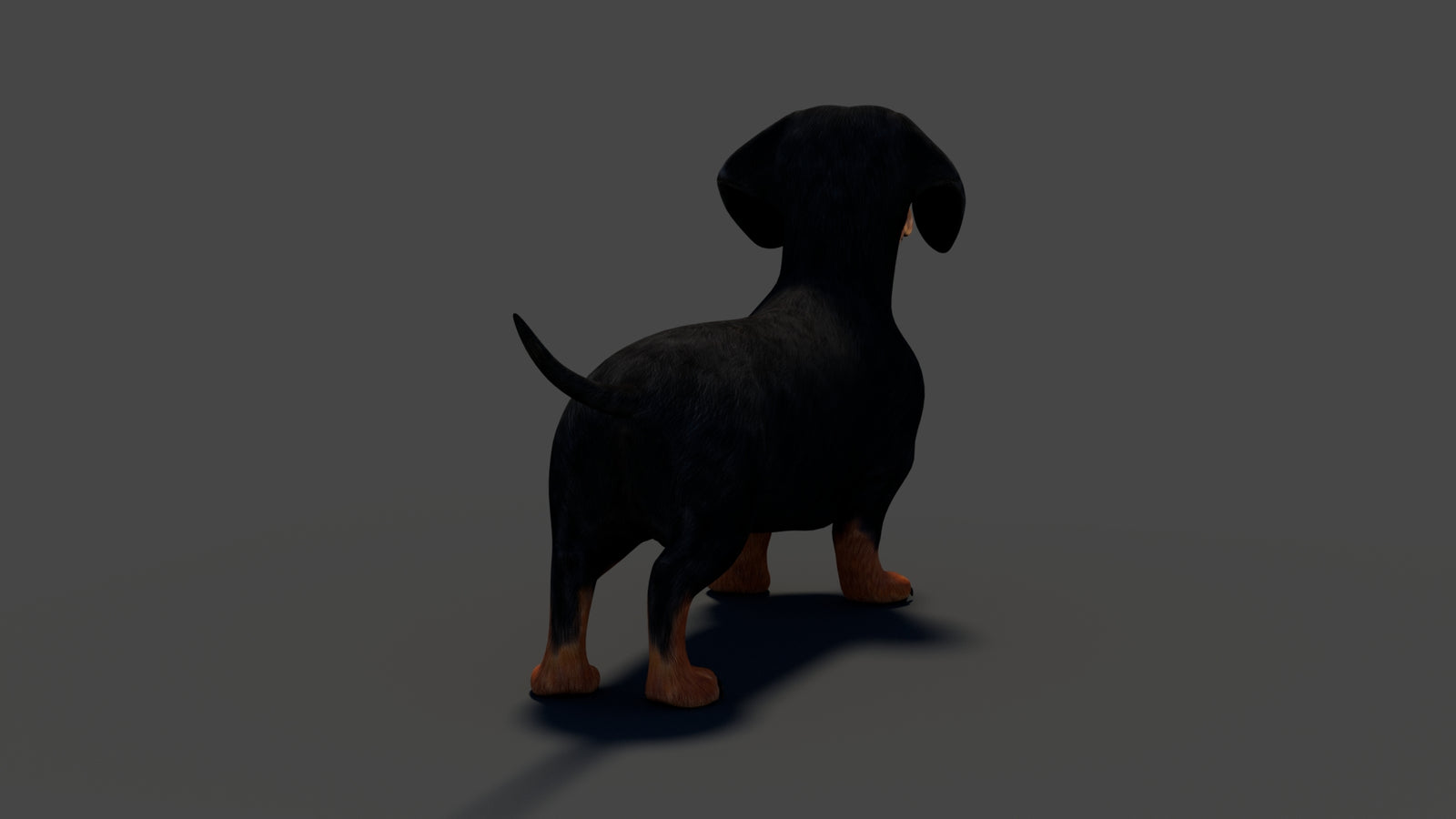 Rigged Black Dachshund Dog 3D Model 360° view 2 frame 25