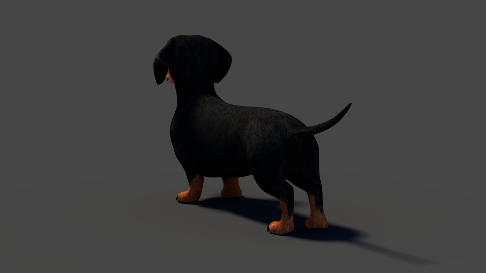 Rigged Black Dachshund Dog 3D Model 360° view 2 frame 30