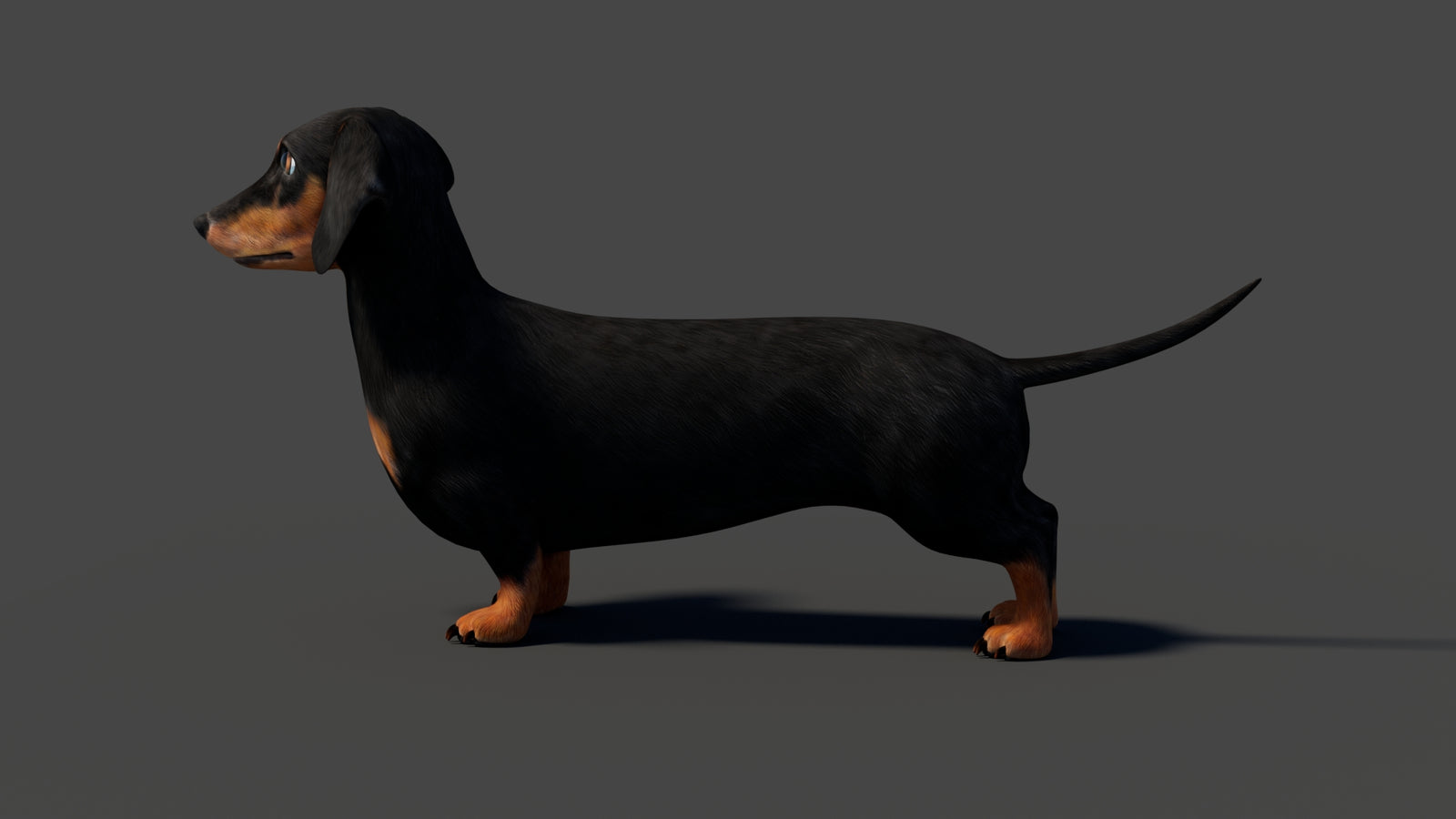 Rigged Black Dachshund Dog 3D Model 360° view 2 frame 35