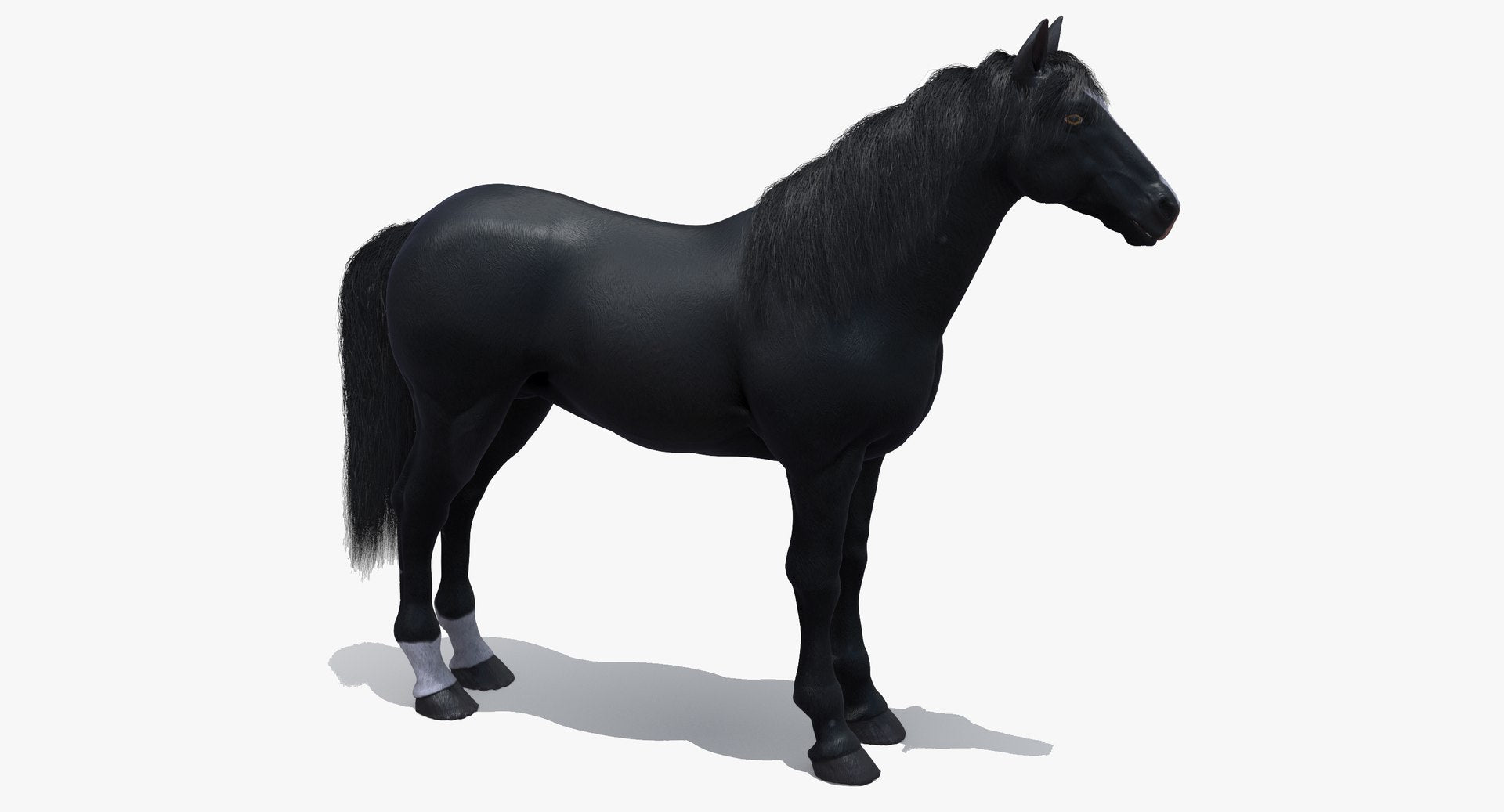 Black Horse 3D Model Fur