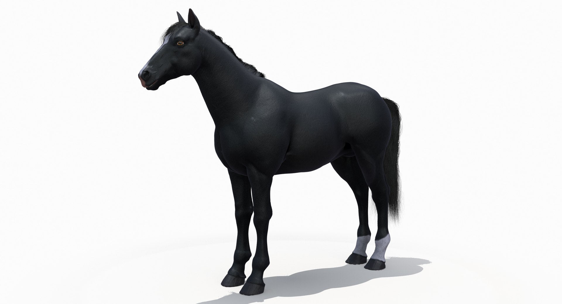 Black Horse 3D Model Fur