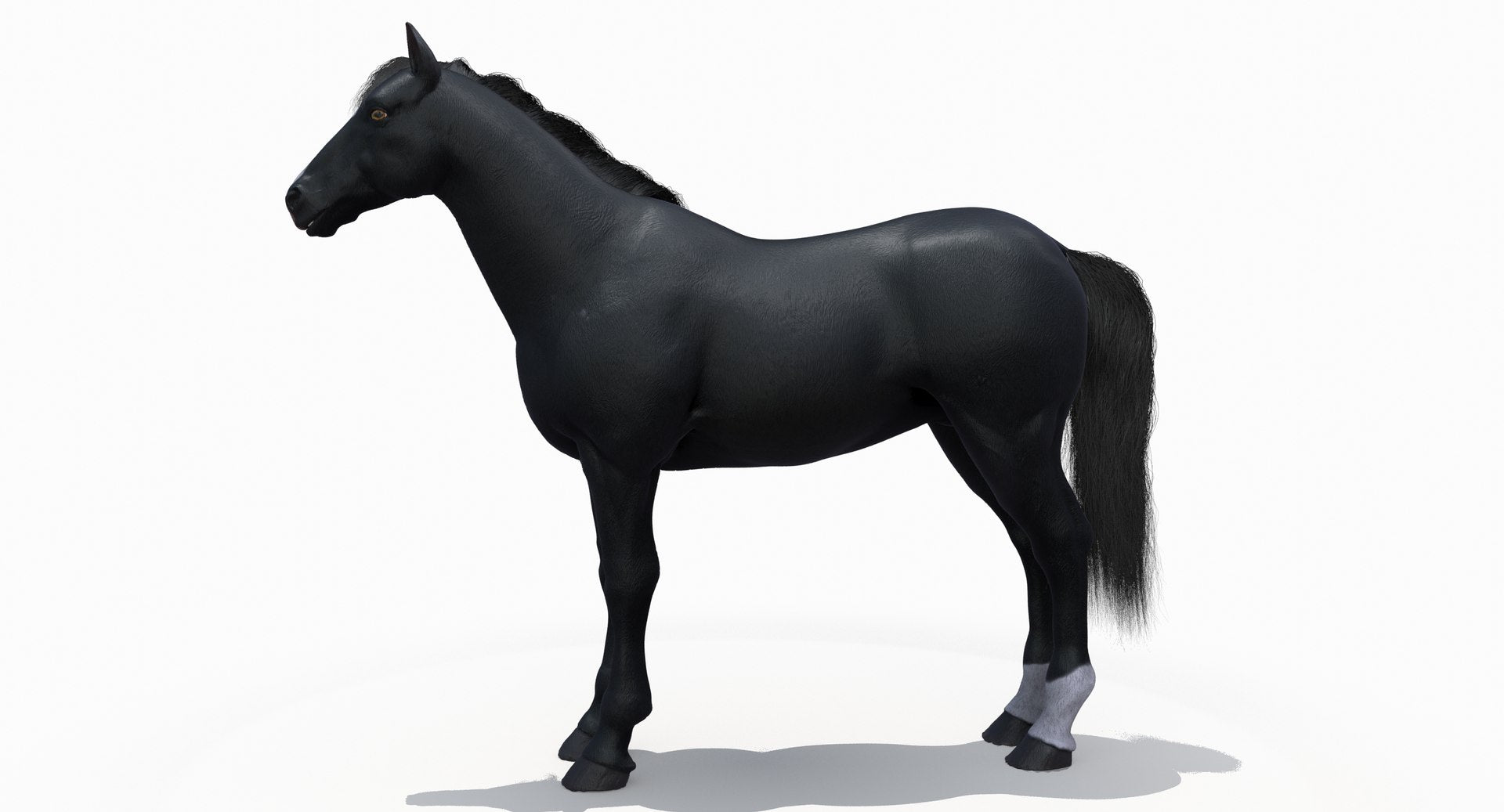 Black Horse 3D Model Fur