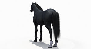 Black Horse 3D Model Fur Thumbnail