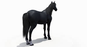 Black Horse 3D Model Fur Thumbnail