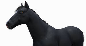 Black Horse 3D Model Fur Thumbnail