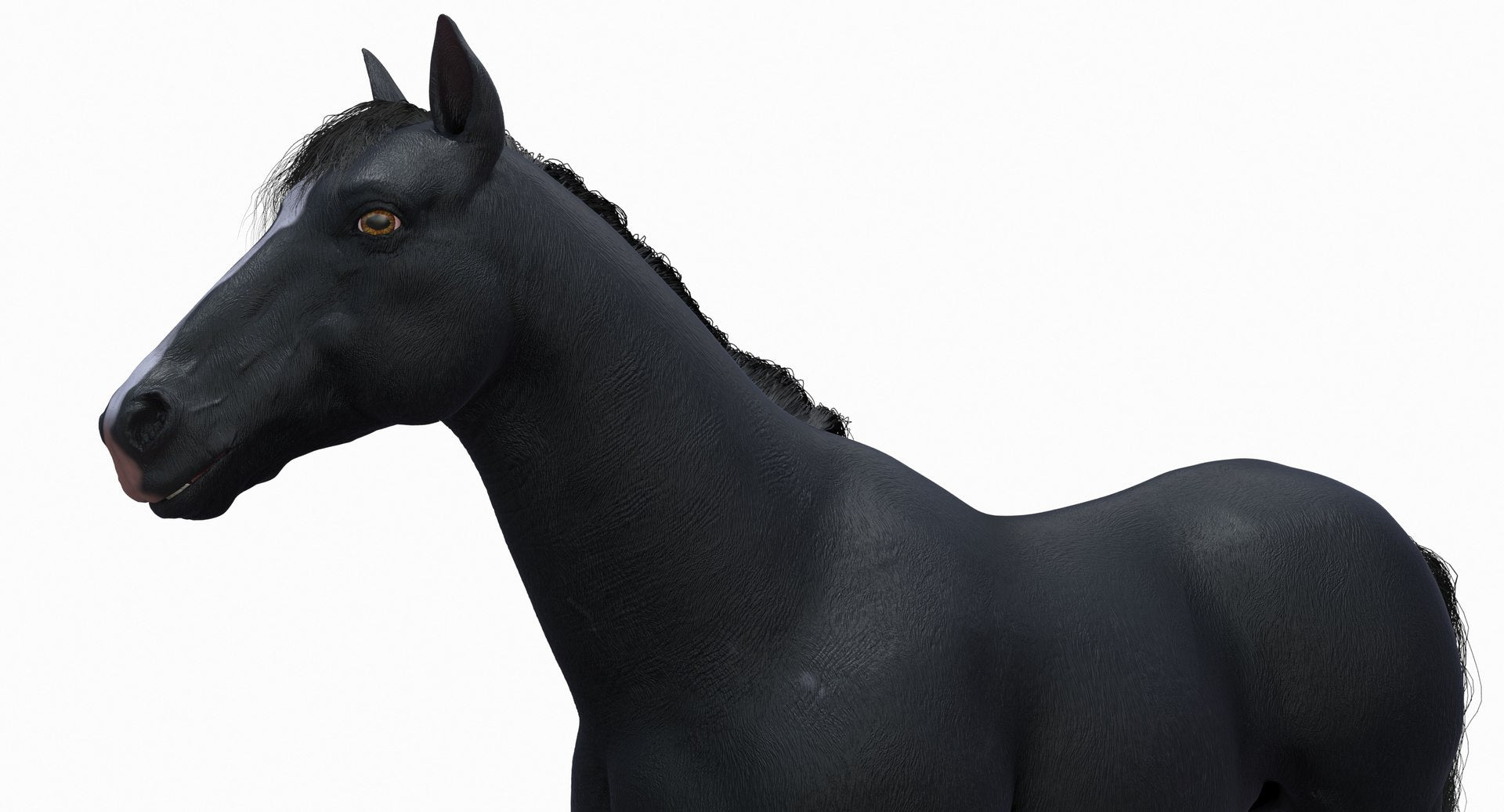 Black Horse 3D Model Fur