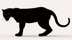 Animated Black Panther Animal 3D Model  Thumbnail