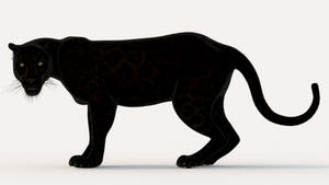 Animated Black Panther Animal 3D Model  Thumbnail