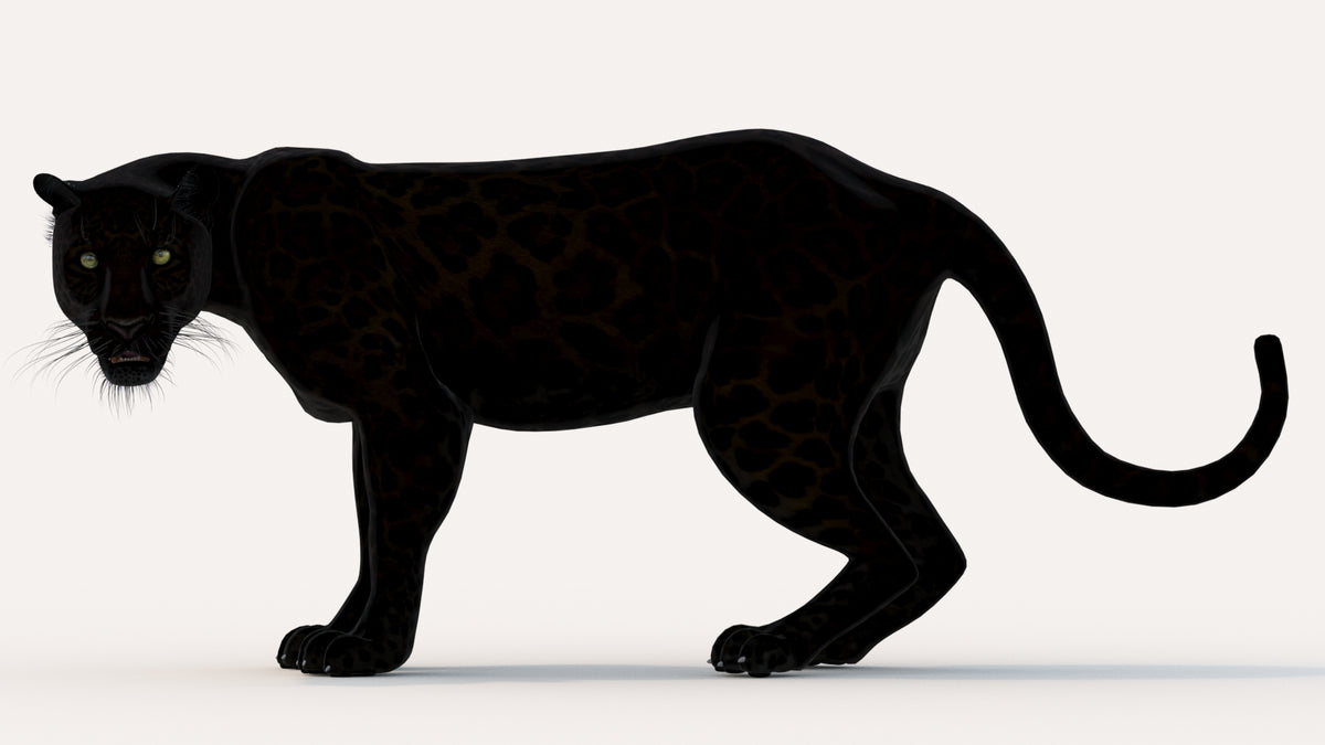 Animated Black Panther Animal 3D Model 