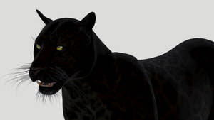 Black panther 3d model close up look for your game Thumbnail