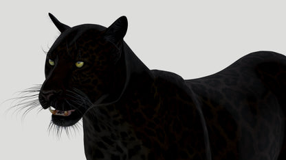 Animated Black Panther Animal 3D Model