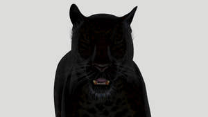 Black Panther 3D Model head close up, eyes closed Thumbnail