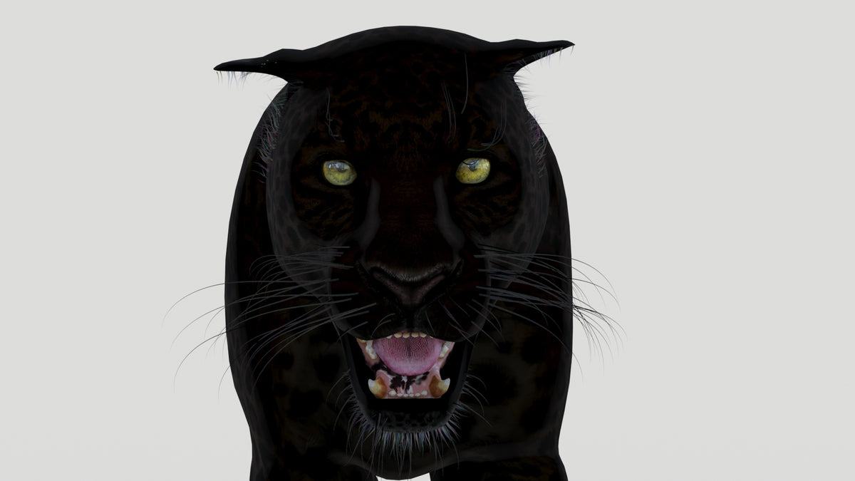 Black panther roaring 3d mdoels with a white background