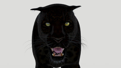 Animated Black Panther Animal 3D Model