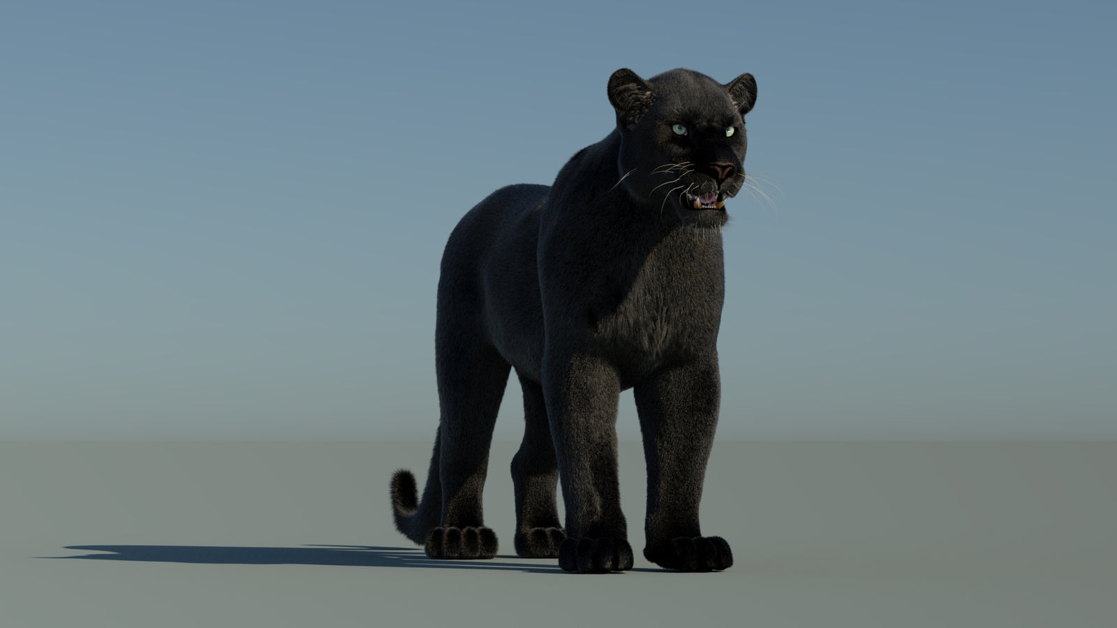 Black Panther 3D Model with Fur 360° view 1 frame 2