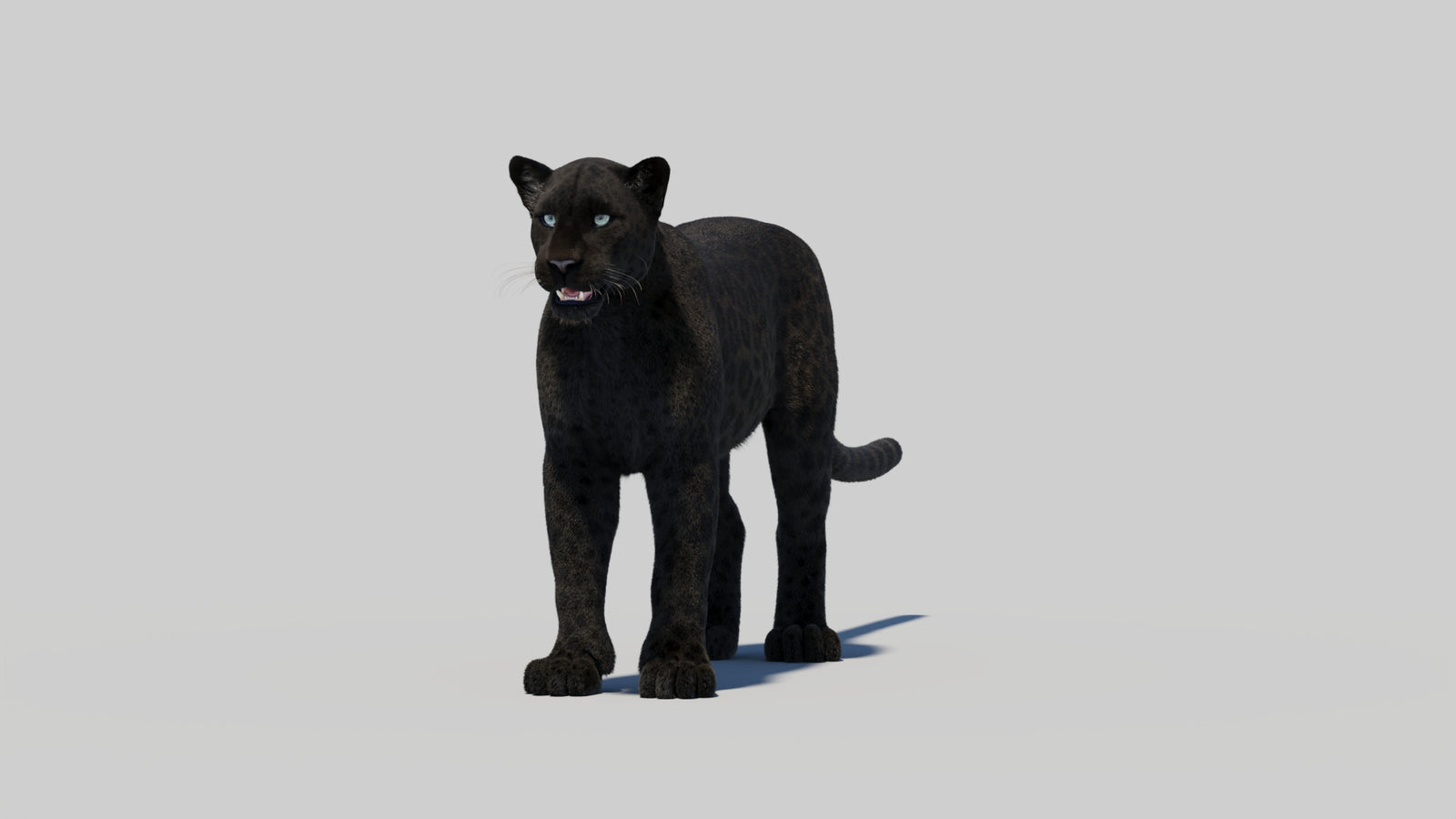 Black Panther 3D Model with Realistic Fur 360° view 1 frame 2