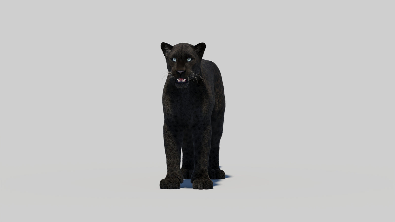 Black Panther 3D Model with Realistic Fur 360° view 1 frame 3