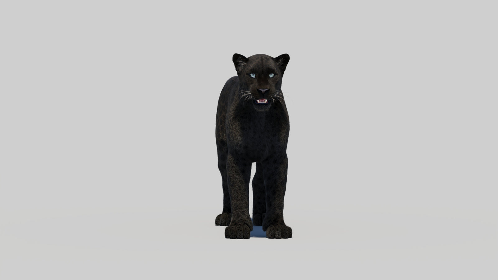 Black Panther 3D Model with Realistic Fur 360° view 1 frame 4