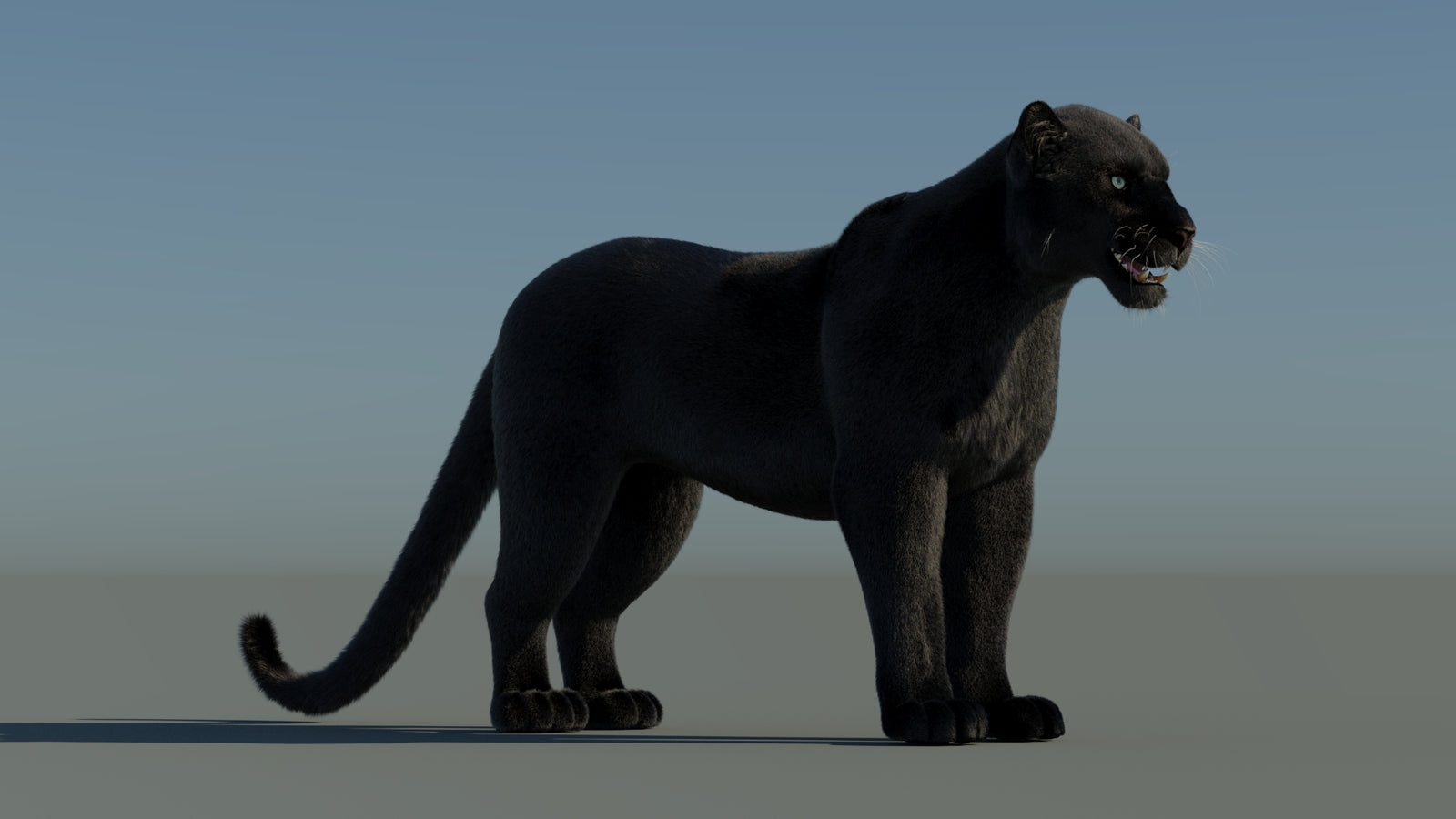 Black Panther 3D Model with Fur 360° view 1 frame 5