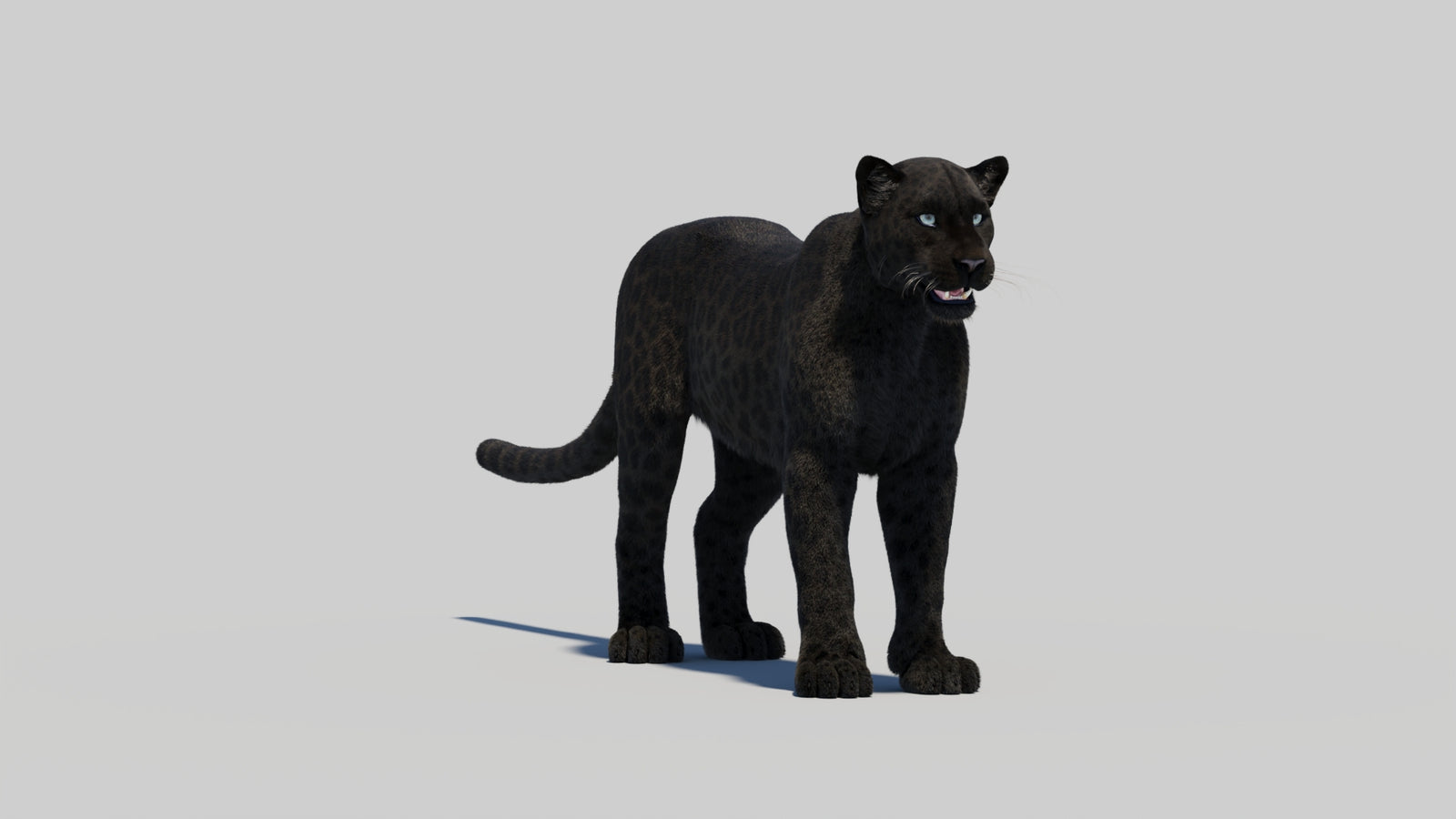 Black Panther 3D Model with Realistic Fur 360° view 1 frame 6