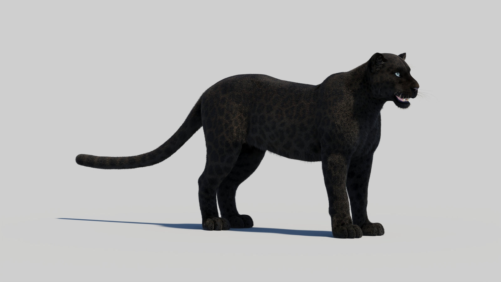 Black Panther 3D Model with Realistic Fur 360° view 1 frame 9