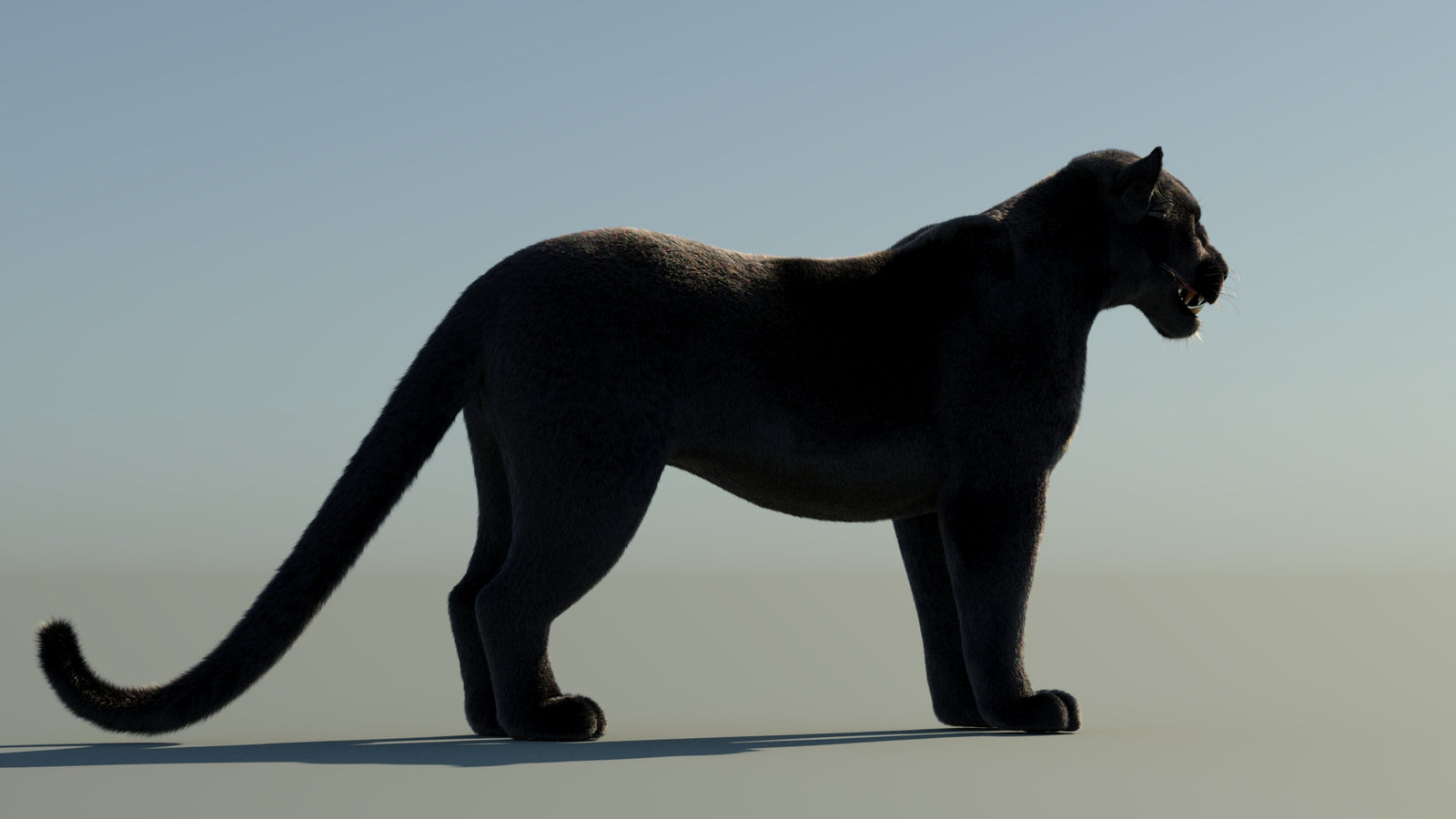 Black Panther 3D Model with Fur 360° view 1 frame 11