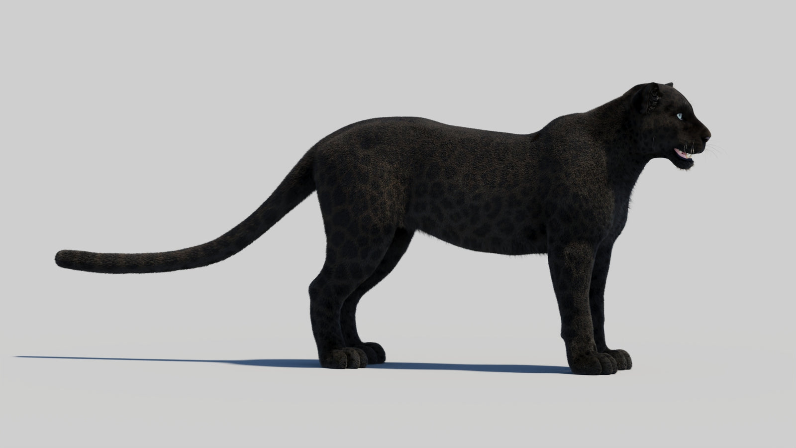 Black Panther 3D Model with Realistic Fur 360° view 1 frame 11