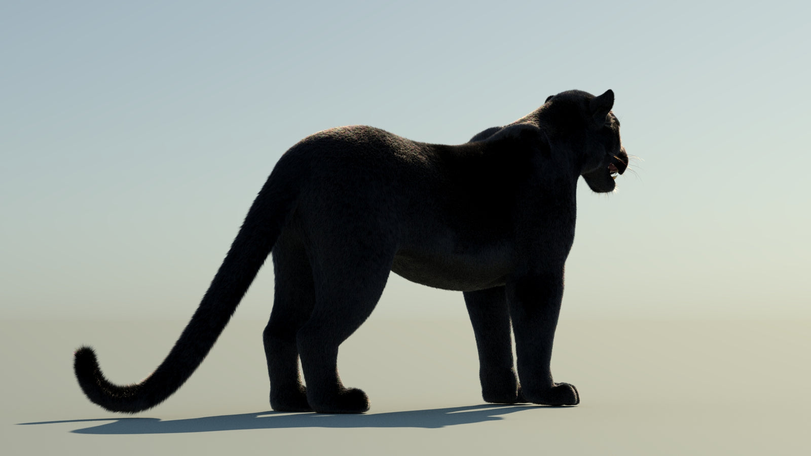 Black Panther 3D Model with Fur 360° view 1 frame 13