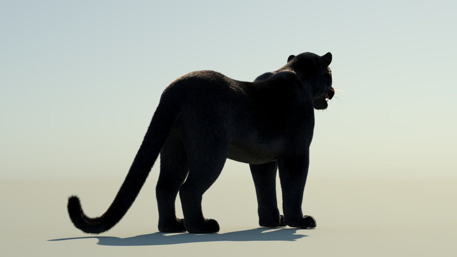Black Panther 3D Model with Fur 360° view 1 frame 14