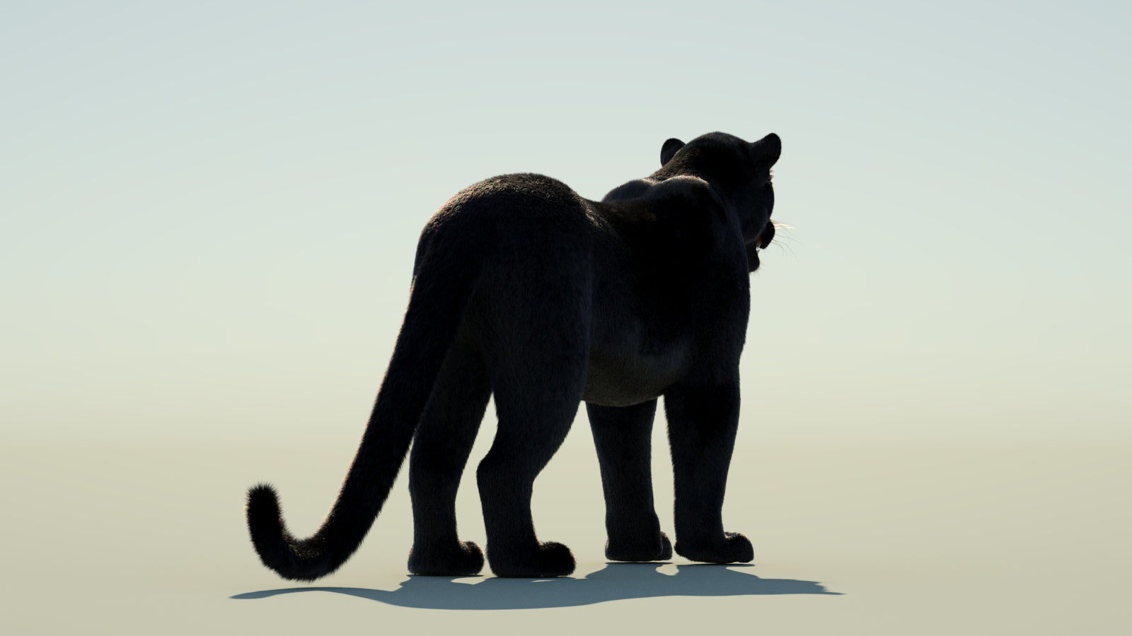 Black Panther 3D Model with Fur 360° view 1 frame 15