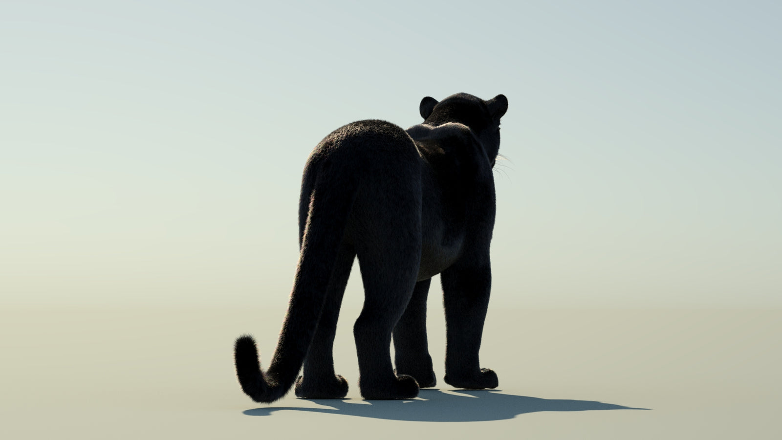 Black Panther 3D Model with Fur 360° view 1 frame 16