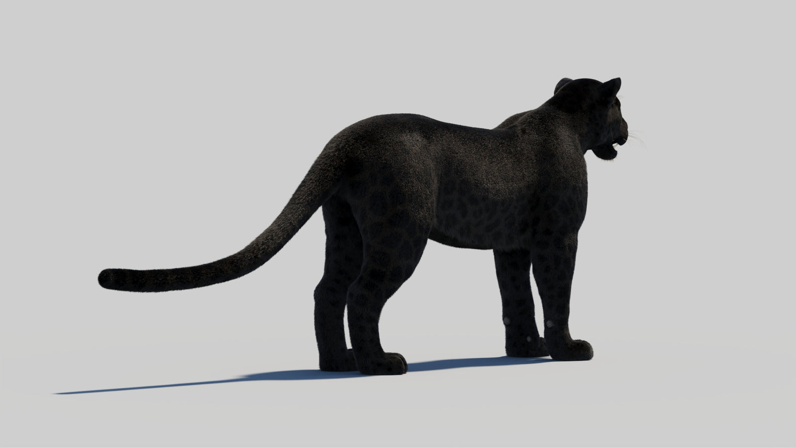 Black Panther 3D Model with Realistic Fur 360° view 1 frame 17