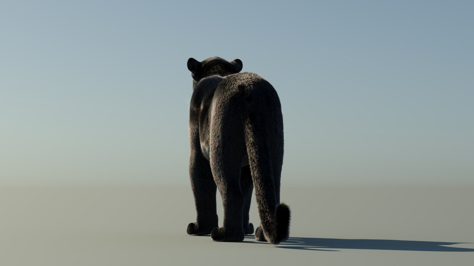 Black Panther 3D Model with Fur 360° view 1 frame 19