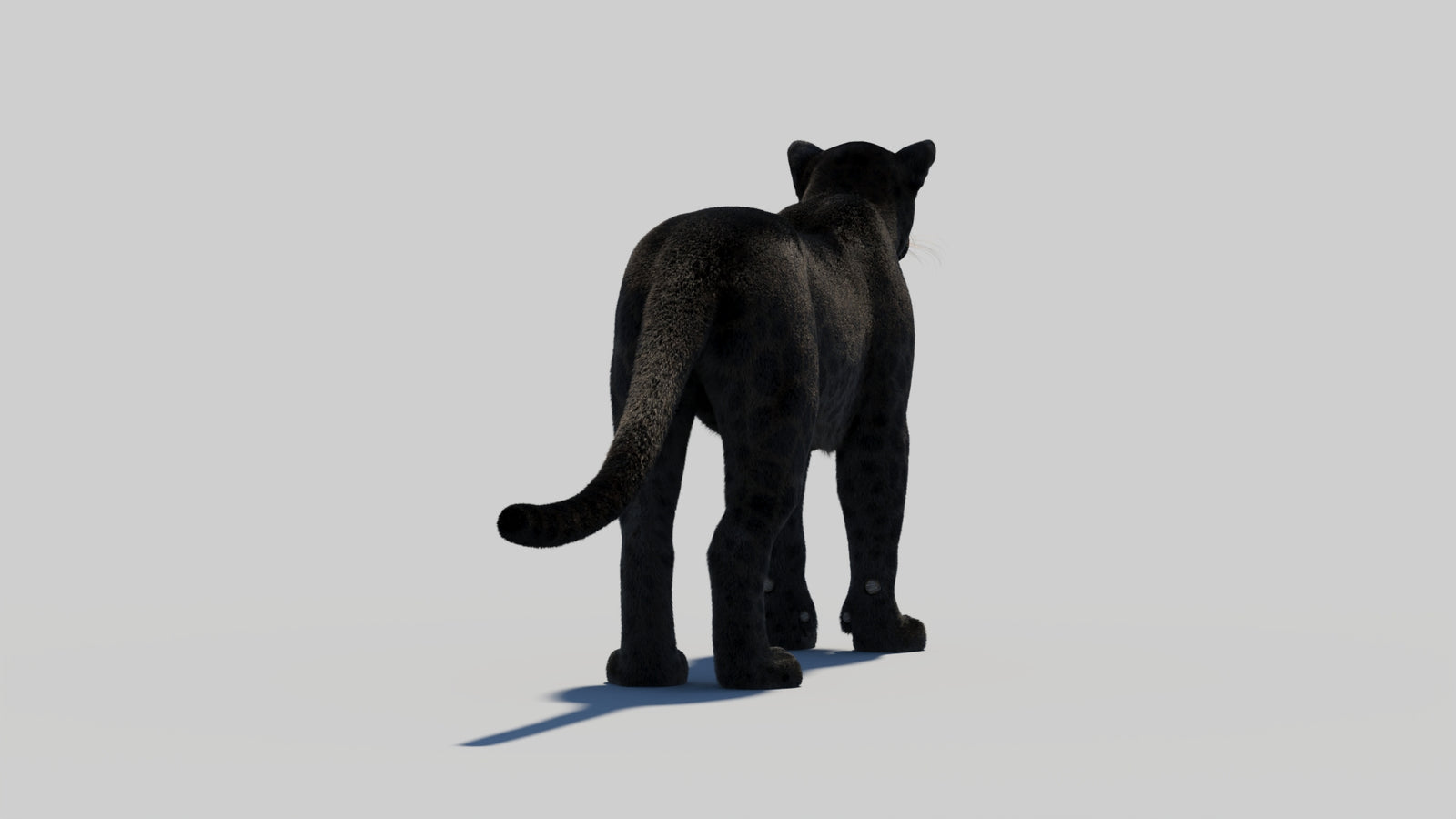 Black Panther 3D Model with Realistic Fur 360° view 1 frame 20