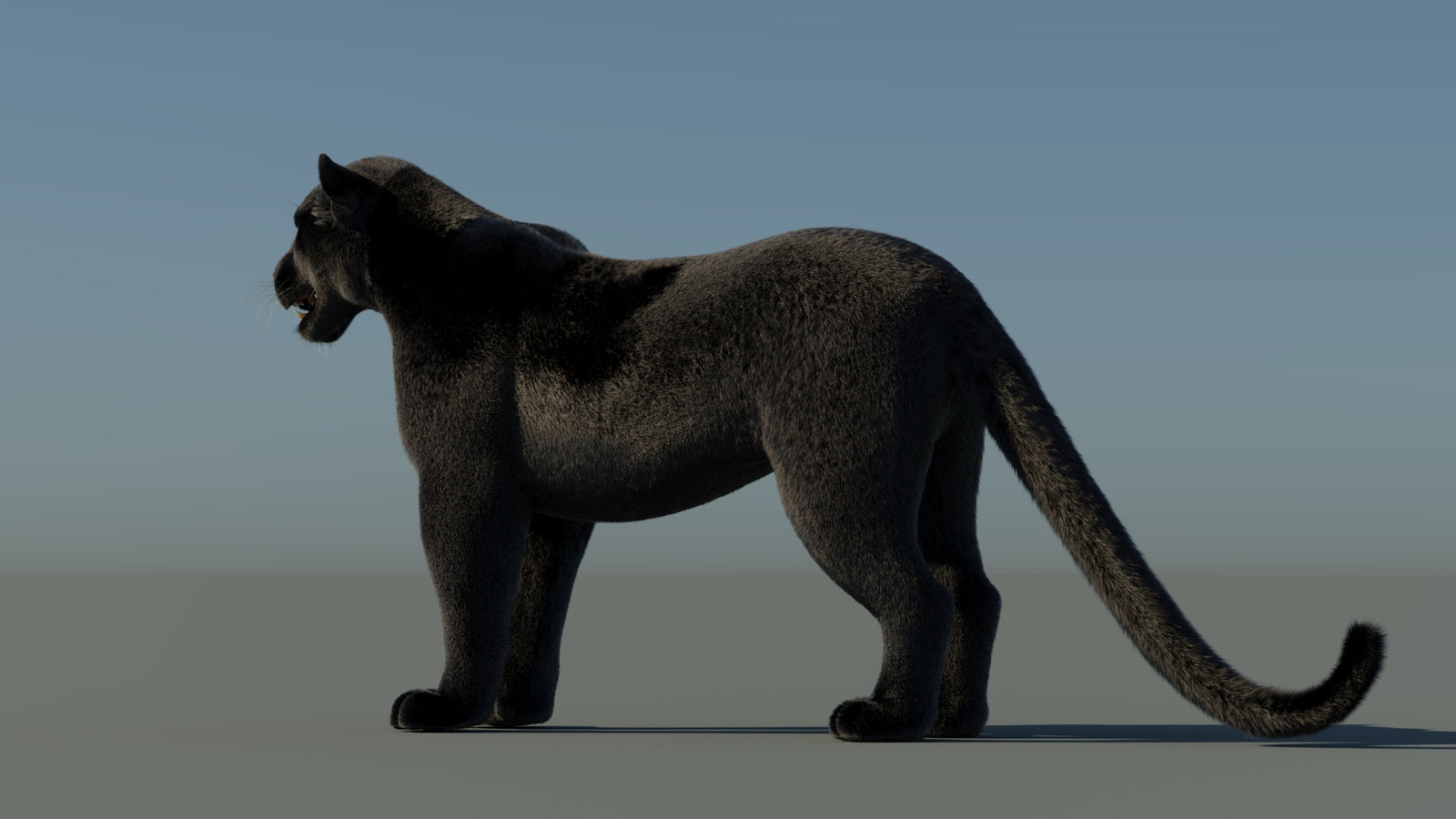 Black Panther 3D Model with Fur 360° view 1 frame 24