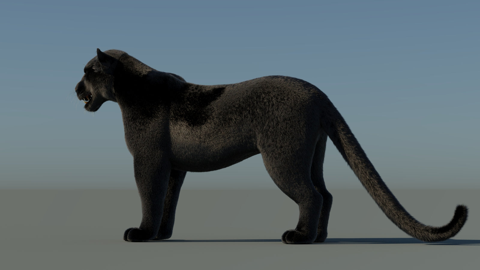 Black Panther 3D Model with Fur 360° view 1 frame 25