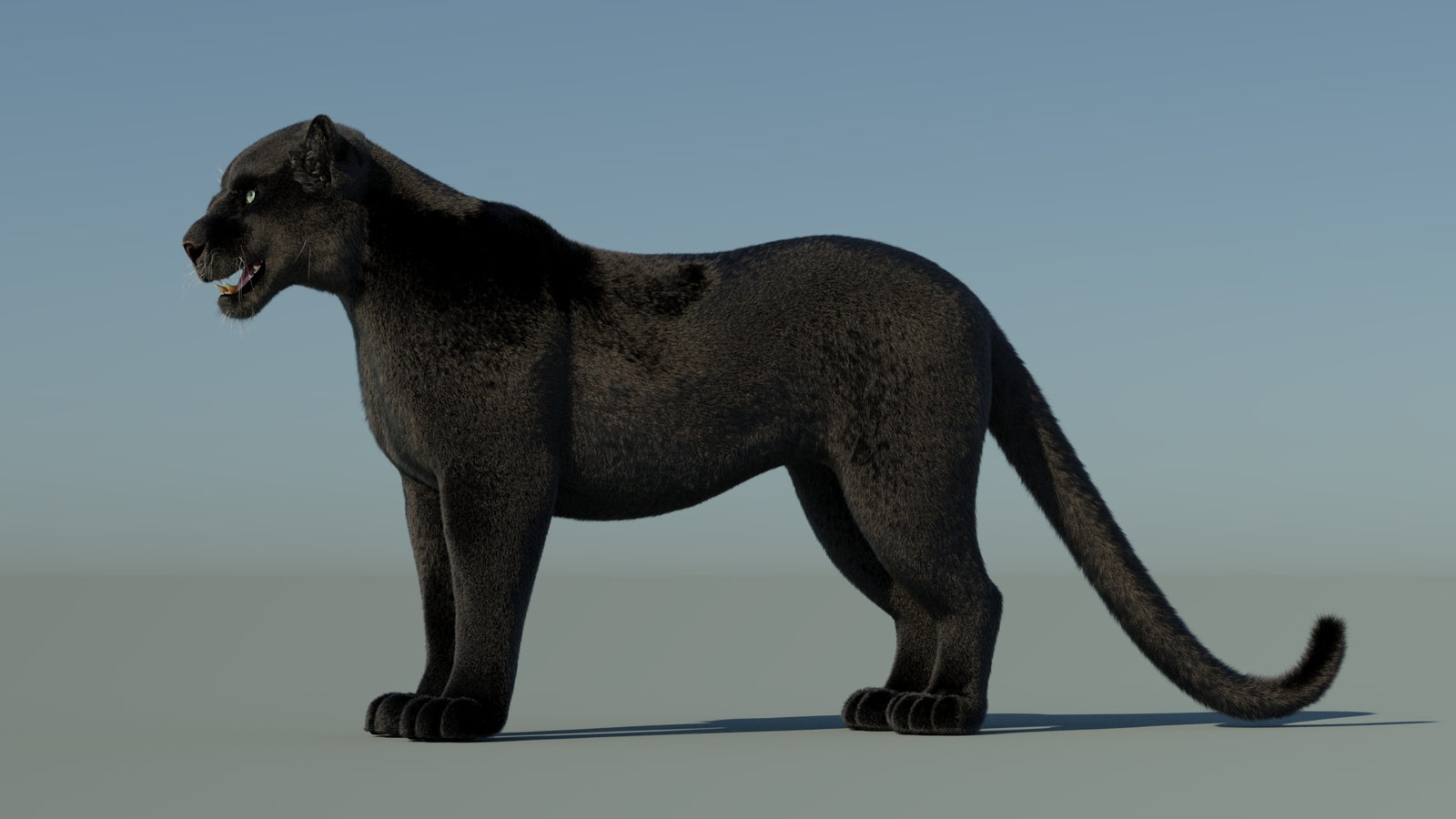Black Panther 3D Model with Fur 360° view 1 frame 29
