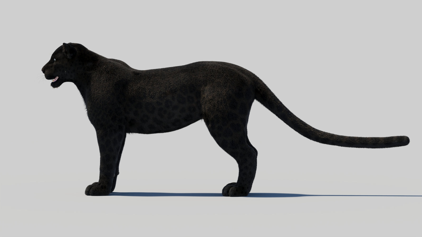 Black Panther 3D Model with Realistic Fur 360° view 1 frame 30
