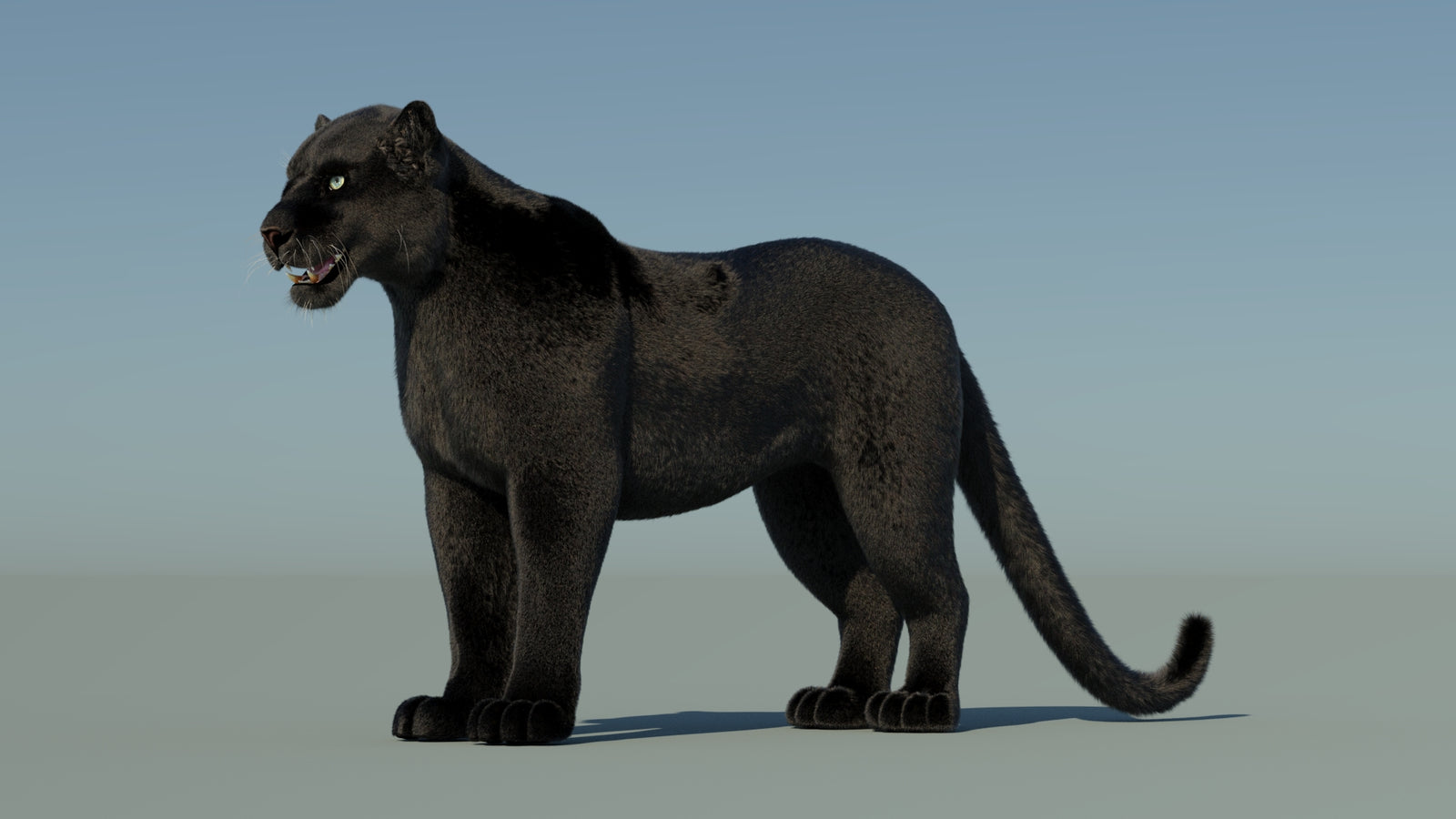 Black Panther 3D Model with Fur 360° view 1 frame 31