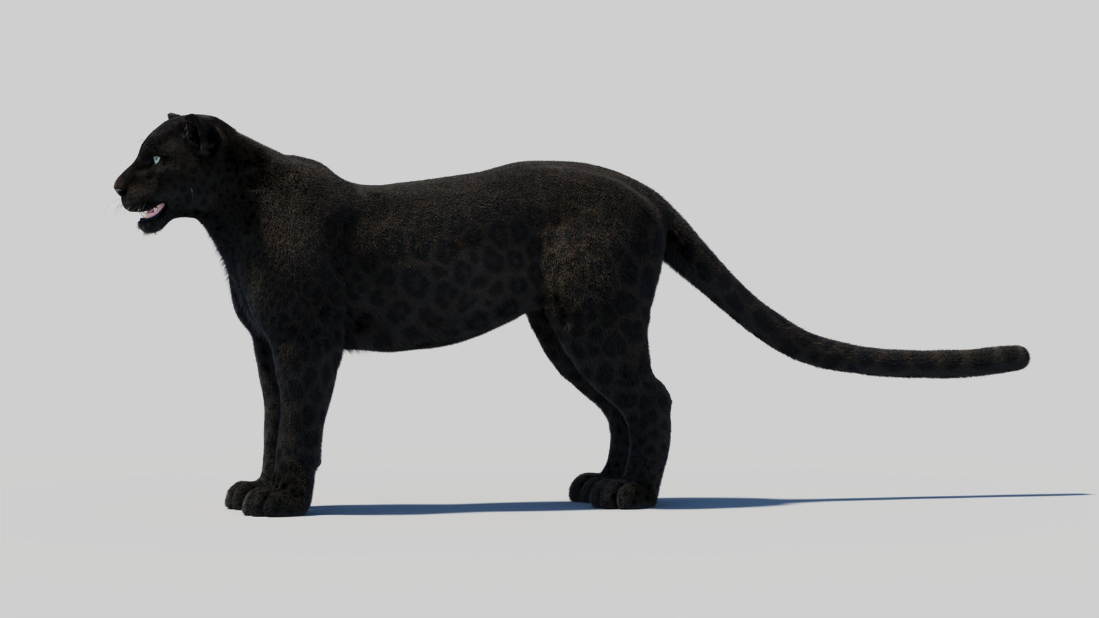 Black Panther 3D Model with Realistic Fur 360° view 1 frame 32
