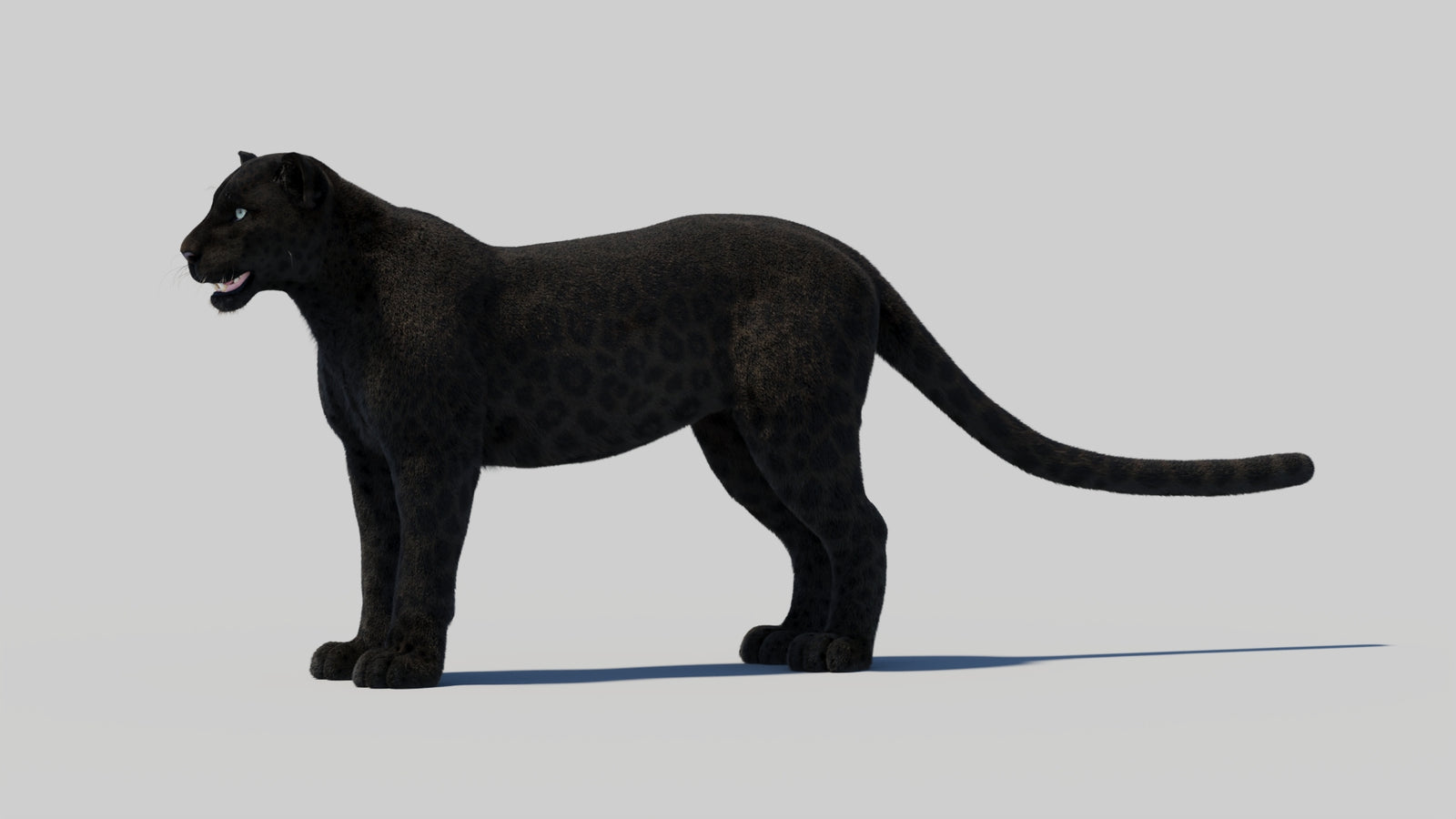 Black Panther 3D Model with Realistic Fur 360° view 1 frame 33