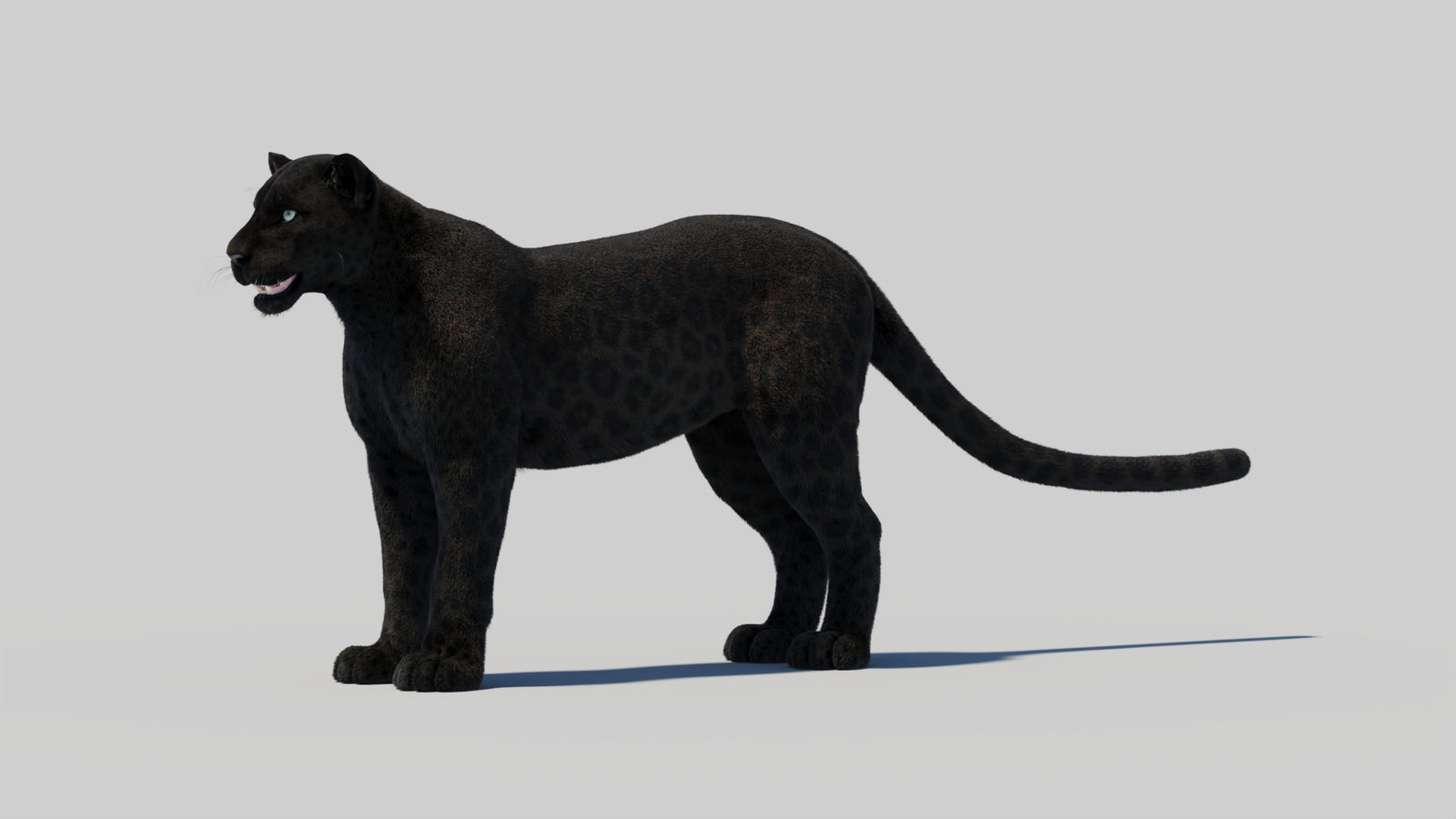 Black Panther 3D Model with Realistic Fur 360° view 1 frame 34