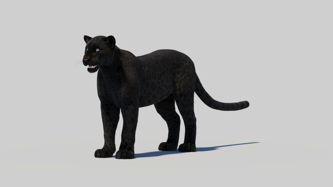 Black Panther 3D Model with Realistic Fur - 360 Degree View