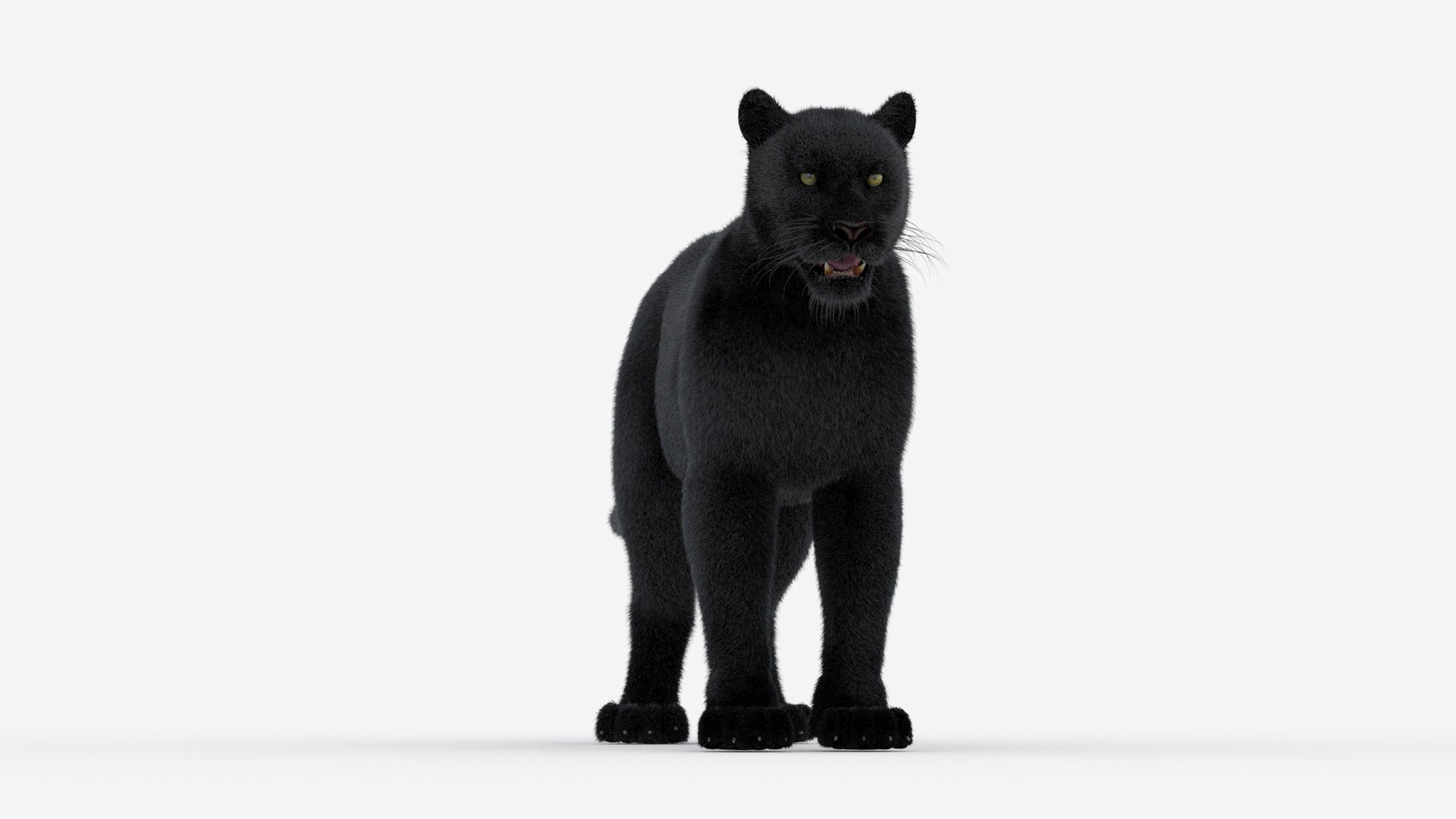 Black Panther 3D Model Fur - 360 Degree View