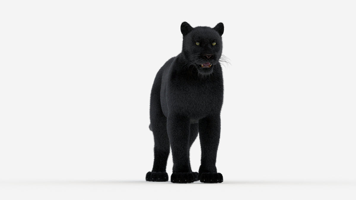 Black Panther 3D Model Fur - 360 Degree View