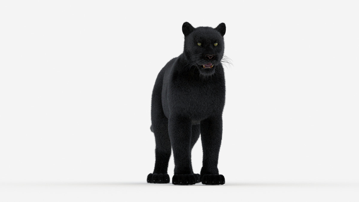 Black Panther 3D Model Fur - 360 Degree View