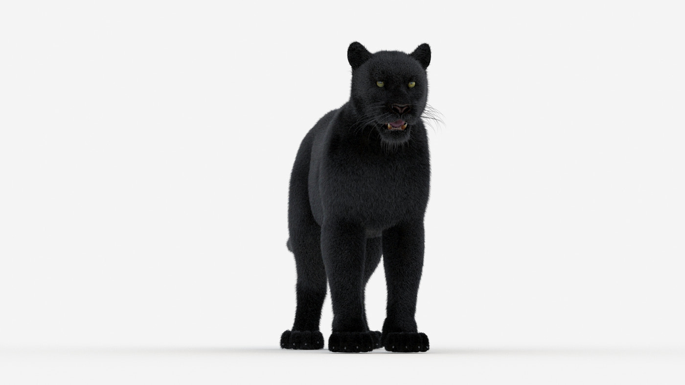 Black Panther 3D Model Fur - 360 Degree View