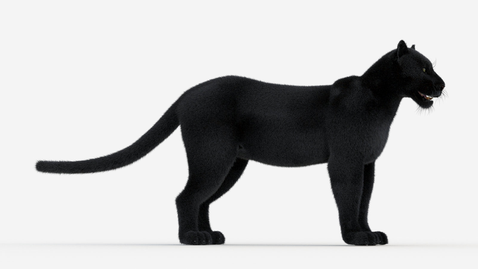 Black Panther 3D Model Fur 360° view 1 frame 7