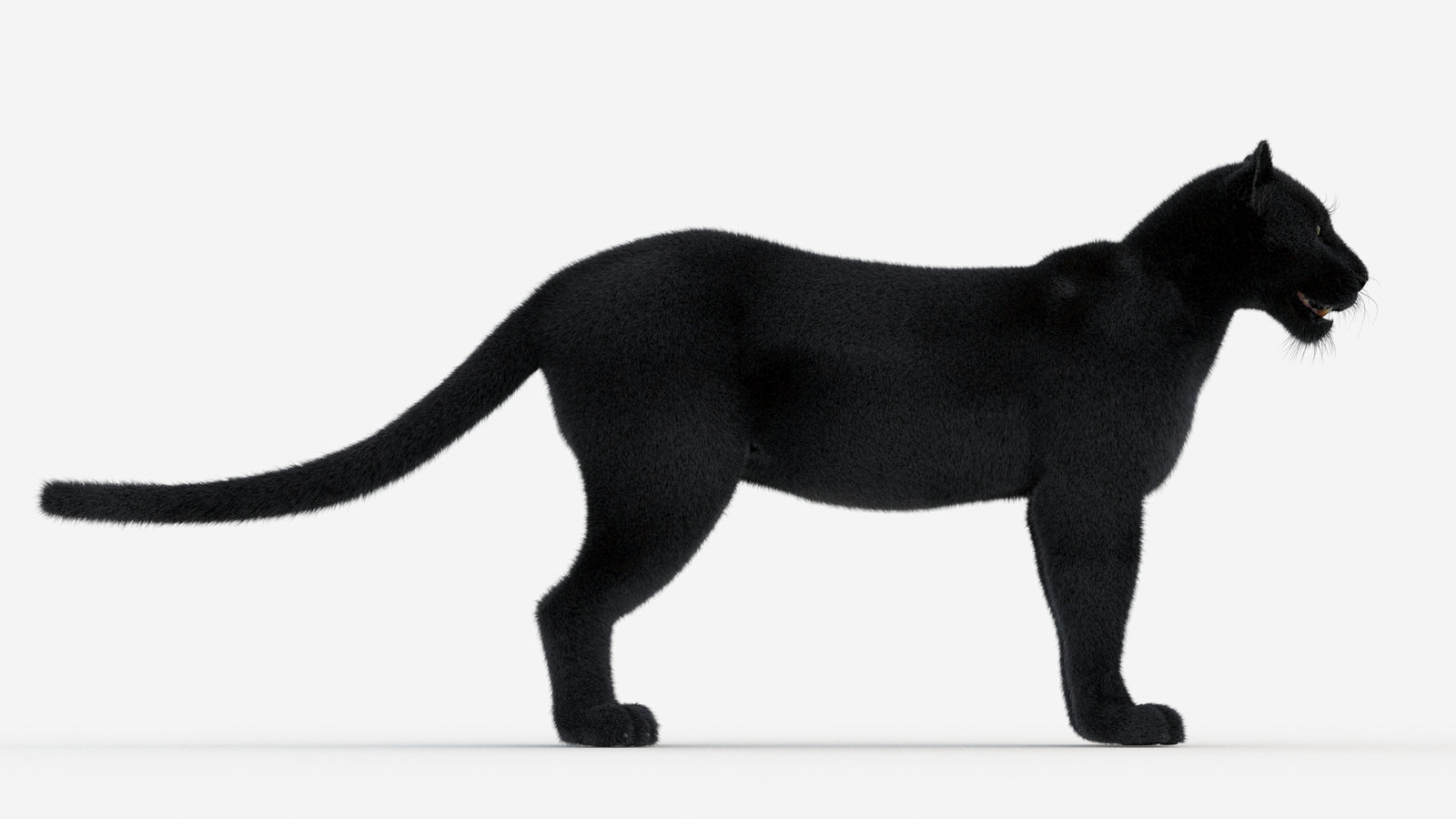 Black Panther 3D Model Fur 360° view 1 frame 9